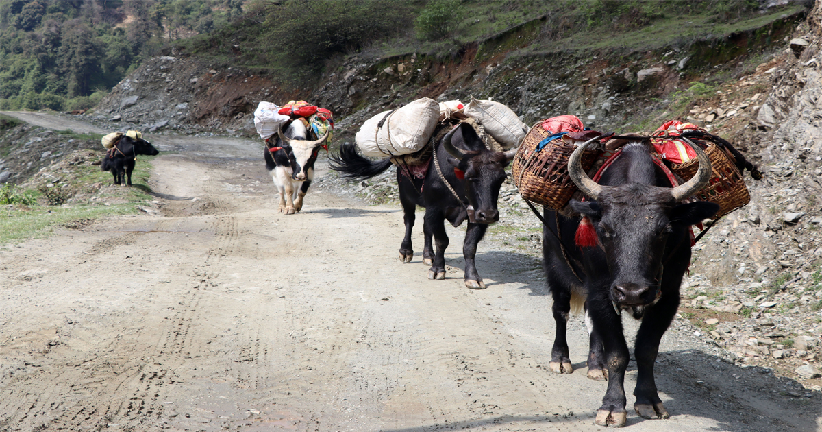 मनाङमा लगाइयो याकचौँरीलाई लम्पी स्किनविरुद्धको खोप